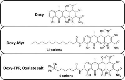 A Myristoyl Amide Derivative of Doxycycline Potently Targets Cancer Stem Cells (CSCs) and Prevents Spontaneous Metastasis, Without Retaining Antibiotic Activity